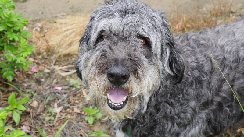 Aussiedoodle