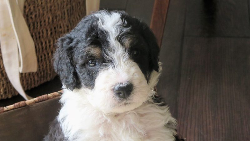 Bernedoodle