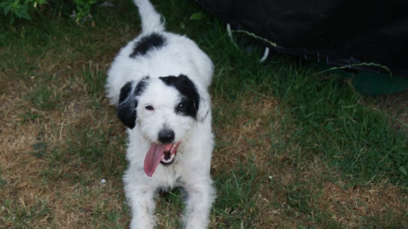 Jack-a-poo, kruising van Jack Russell Terriër × (Dwerg)poedel