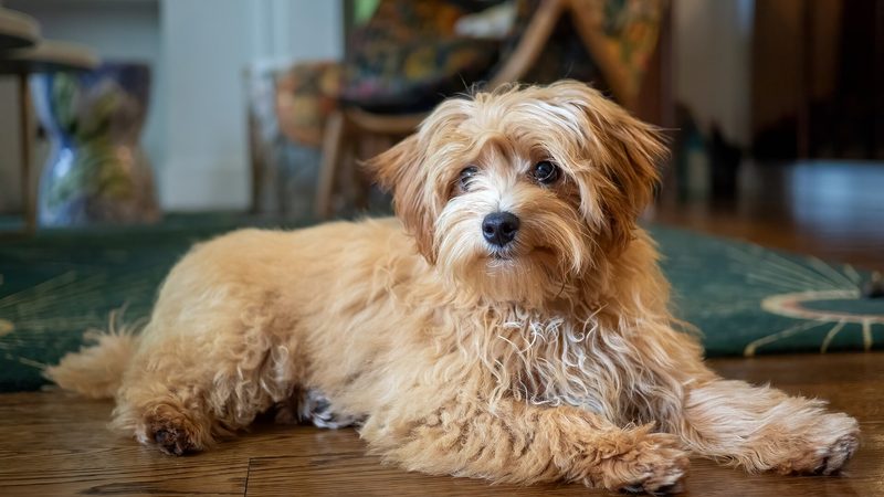 Maltipoo
