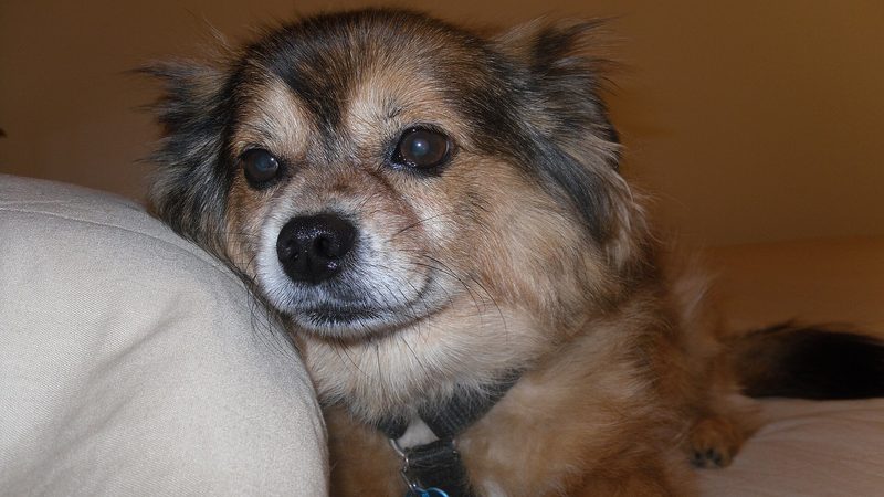 Pomchi, kruising van Pomeriaan × Chihuahua