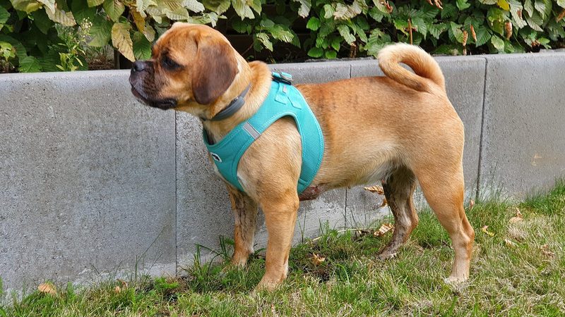 Puggle