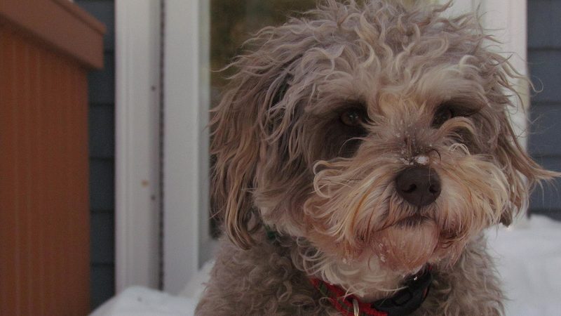 Schnoodle