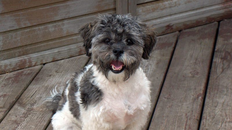 Shih-poo, kruising van Shih Tzu × (Dwerg)poedel